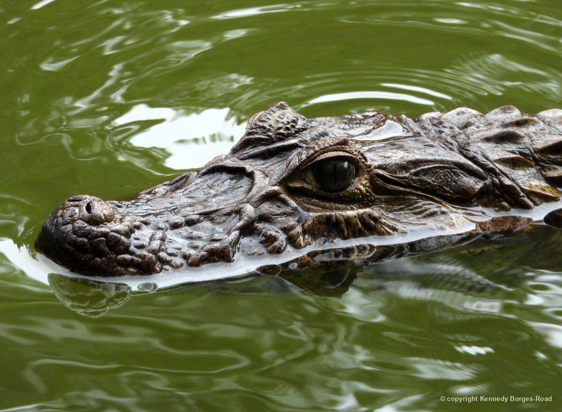 Biofaces tweet media