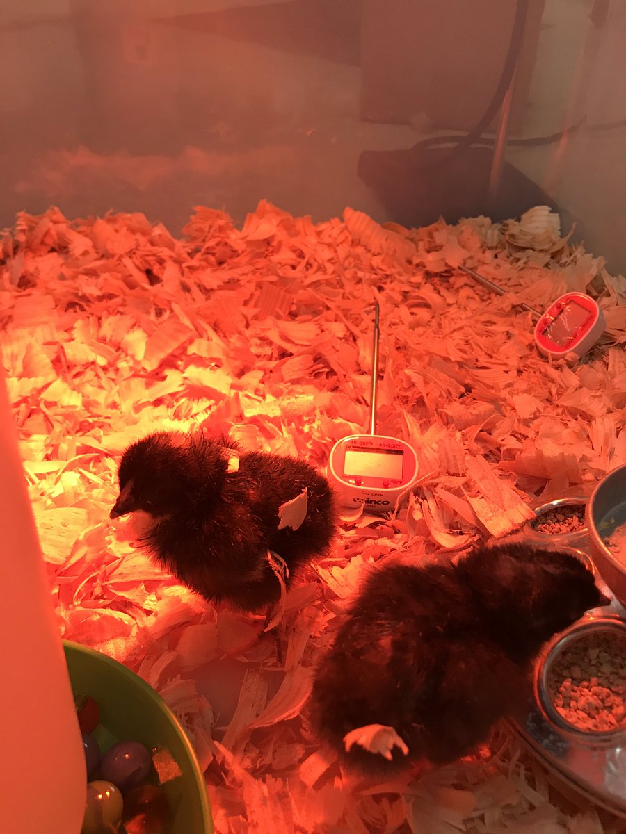 lawrenloud's tweet photo. Hatching Day!! Sweet baby chicks made our day so exciting!!@KMMPMPanthers @msdrmyers @INC_PB https://t.co/qMRSvjyDw7