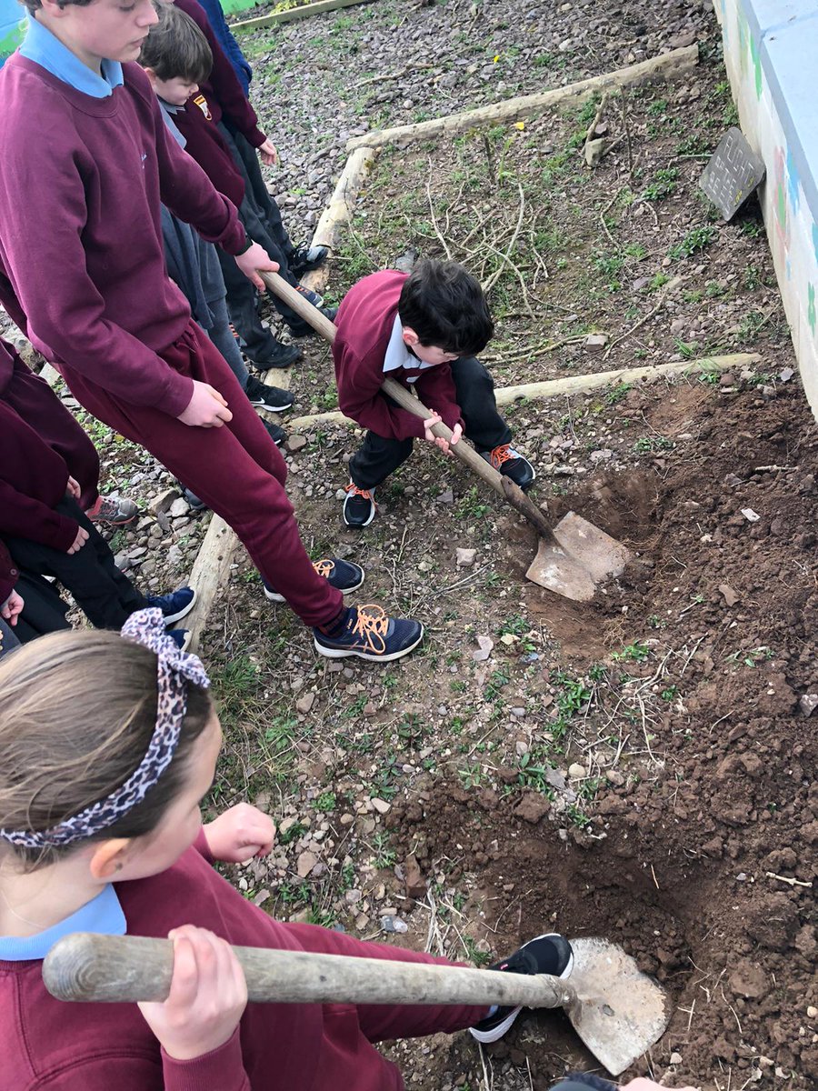 Ballynoe_NS's tweet image. Ms. Beirne&apos;s infant class planting native birch trees kindly donated to our school by @CSPCA_Cork.
(Thanks to Billy and Ruben in 6th Class for assisting with driving the shovels)
#NationalTreeWeek2021