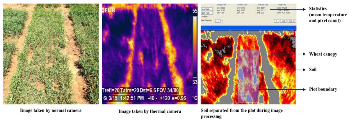 AGEjournal's tweet photo. Thermal imaging to evaluate #wheat genotypes under dryland conditions https://t.co/3vQaVwe58P @a_agrilife https://t.co/EPEOEW6lSj