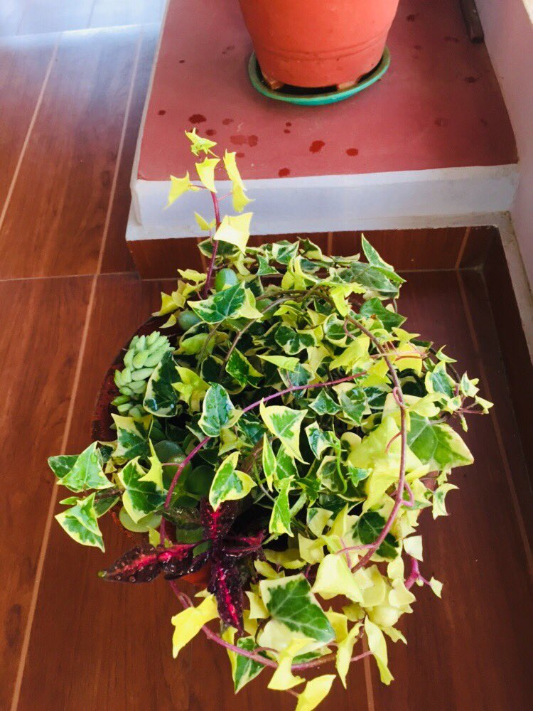 dsbashyal's tweet photo. अर्कों संग तुलना गरी कुन्ठित सबै जनहरू आनन्द लिनुस आनन्द का हरेक फ़रक काईदा हरू छन।मैले यों प्लाण्ट लाई नुहाइ दीए पात टिलिक्क टलक्यो अर्कों गमलाबाट अर्कों प्लाण्ट को बिउ खसेर अर्कों प्लाण्ट उम्रेको देखें थप आनन्द आयो।
आहा आनन्द।🍀🍀 https://t.co/SDYRDBOMDN