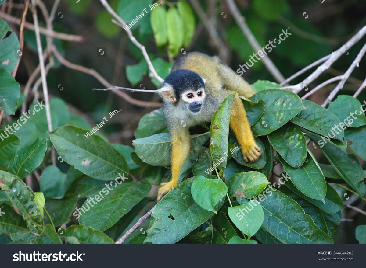 Black-capped squirrel monkey in Peru; photo credit: Vladislav T. Jirousek, Shutterstock