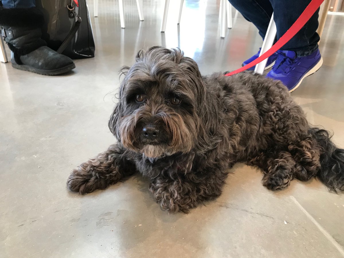 maggiessoton's tweet photo. We have had our first four-legged visitor to the centre, meet Arnie 🐶🐾 https://t.co/CkOoJXZFJx