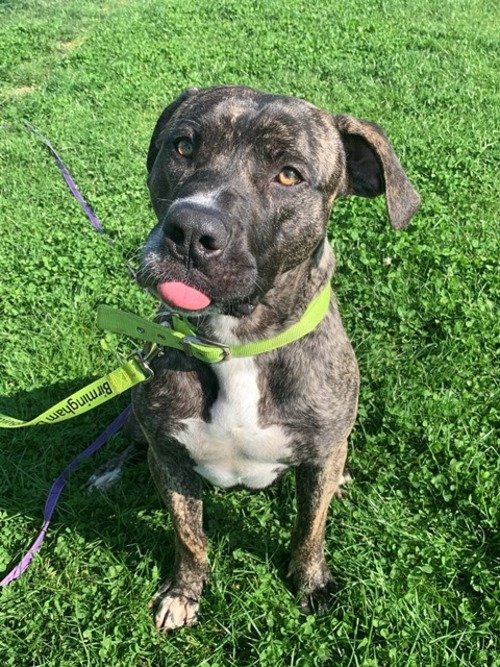 AdoptionsUk's tweet photo. Please retweet to help Goose find a home #Birmingham

Big, lovable lad, aged 5, best as only pet but can walk out with other dogs, secure fenced garden, adult home, can you help this softy, please retweet or
 APPLY👇

https://t.co/j55EwPYNy5
#dogs #England #pets https://t.co/tI3imrs2E3