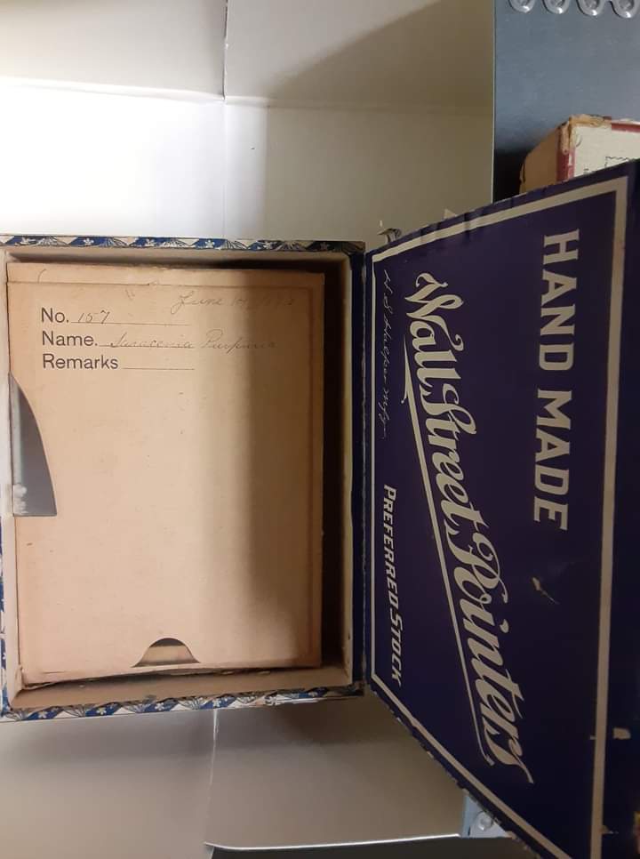 whitesbog's tweet photo. Newly discovered glass plate negatives made by Elizabeth Coleman White are headed to @CCAHAconserve for digitization! Plants of the pine barrens &amp; orchids make up most of the artistic and scientific photos. Most date from 1898-1899 https://t.co/AKDOUThN0g