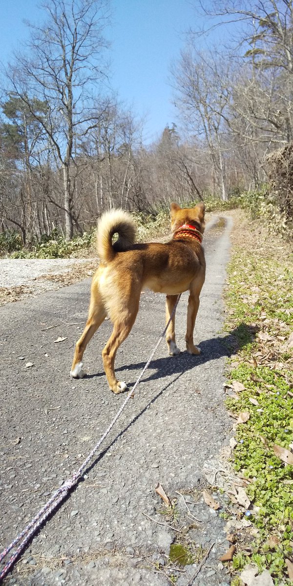 サティ シーズンオフ 犬ポケモン 草タイプ 草村が大好き 攻撃 穴を掘る 掘った土を飛ばして攻撃する 雑種犬 保護犬 サティ シーズンオフ 犬ポケモン 草タイプ 草村が大好き 攻撃 穴を掘る 掘った土を飛ばして攻撃する 雑種犬 保護犬