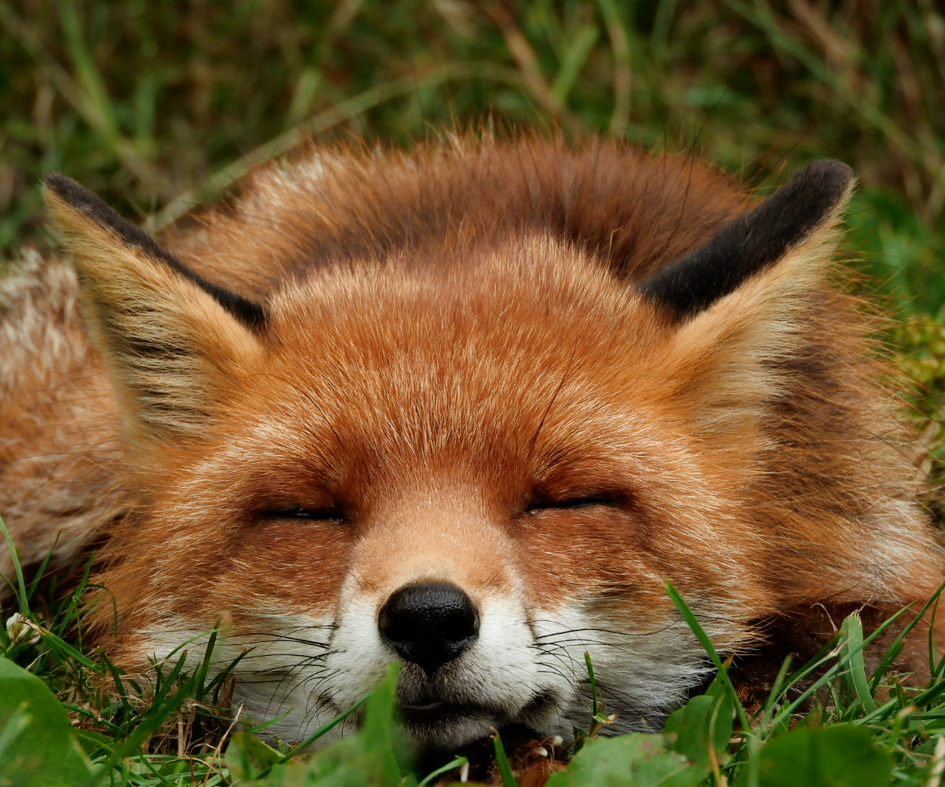 British Wildlife Centre tweet media