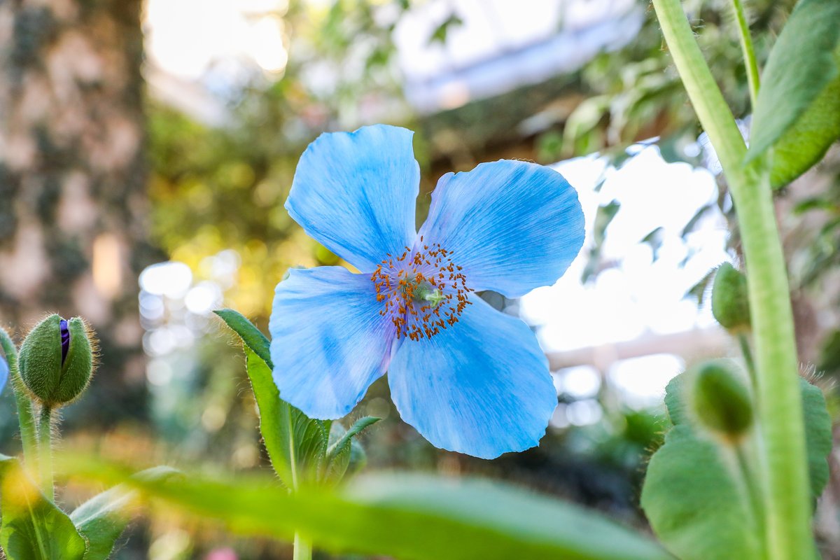 longwoodgardens's tweet photo. Drumroll please! The blue-poppies are popping and blue-tifying our Conservatory. Experience these blue beauties now through the first week of April. https://t.co/RbTrCDTaDw