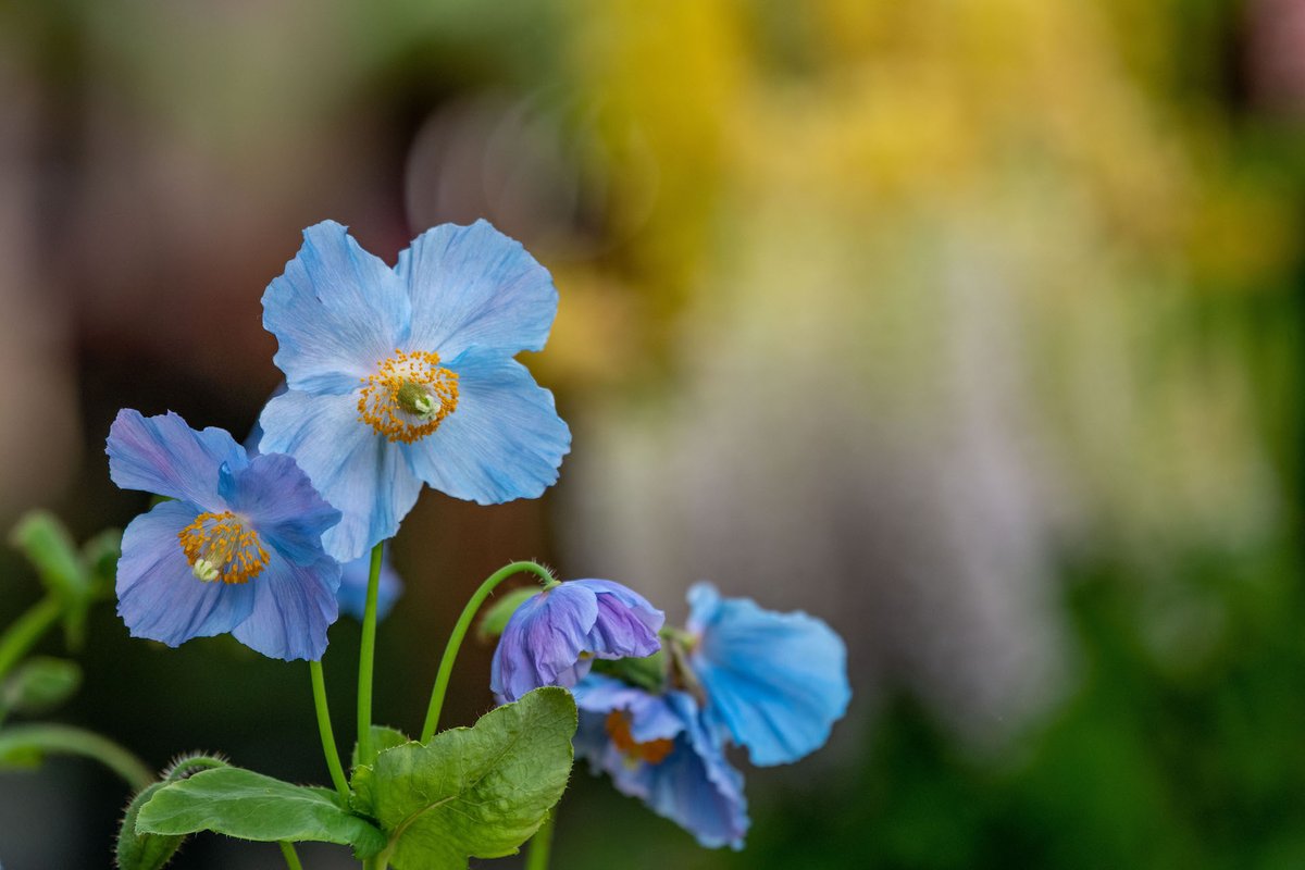 longwoodgardens's tweet photo. Drumroll please! The blue-poppies are popping and blue-tifying our Conservatory. Experience these blue beauties now through the first week of April. https://t.co/RbTrCDTaDw