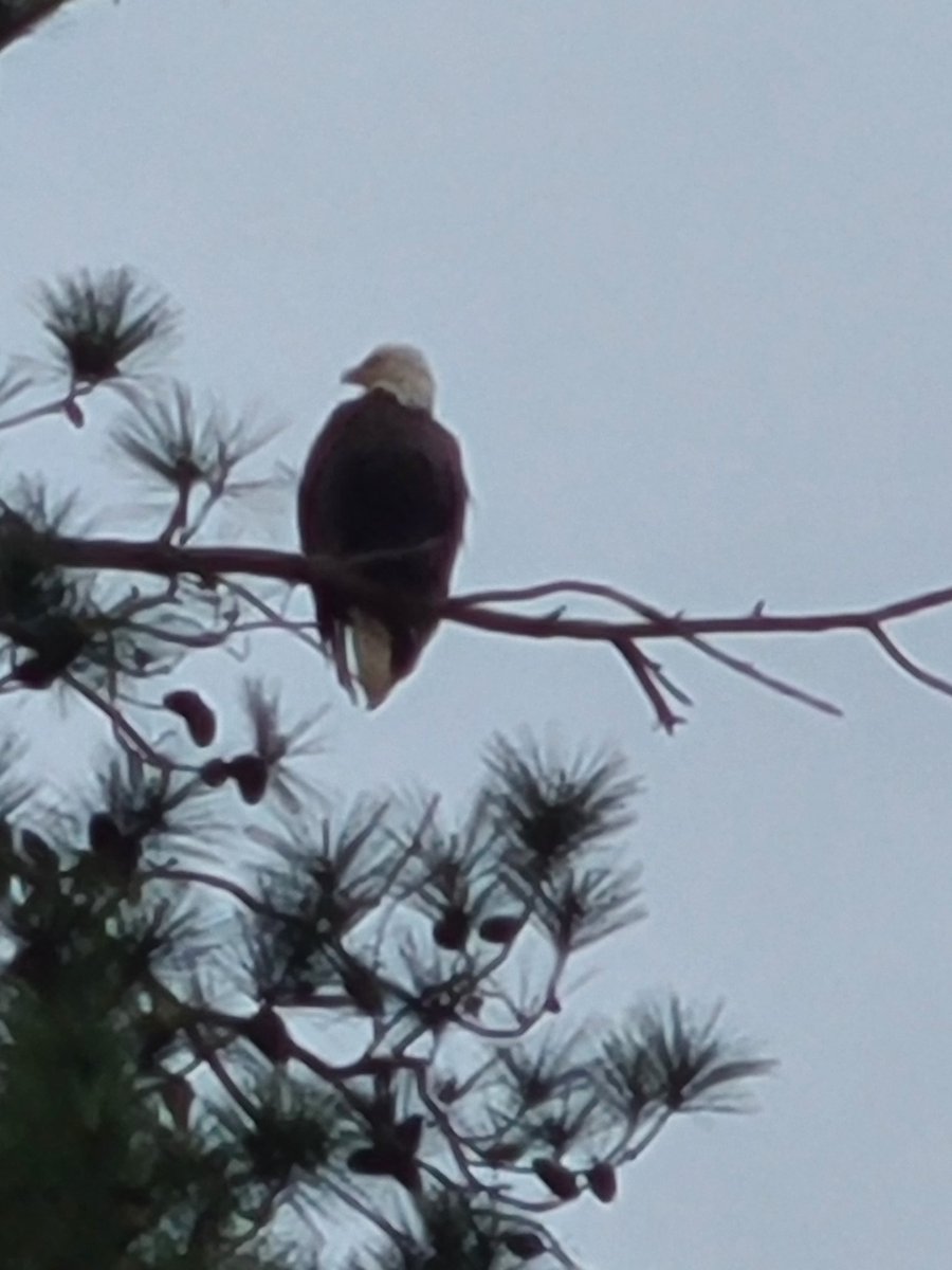 PrincipalRoyalT's tweet image. When a storm approaches most birds seek shelter. The eagle chooses to fly above the storm. Be an eagle! #Eagle #MentalHealthAwareness #SocialEmotionalLearning #SEL @Princess_of_Edu @calm_counselor @Dr_ShaneRobbins