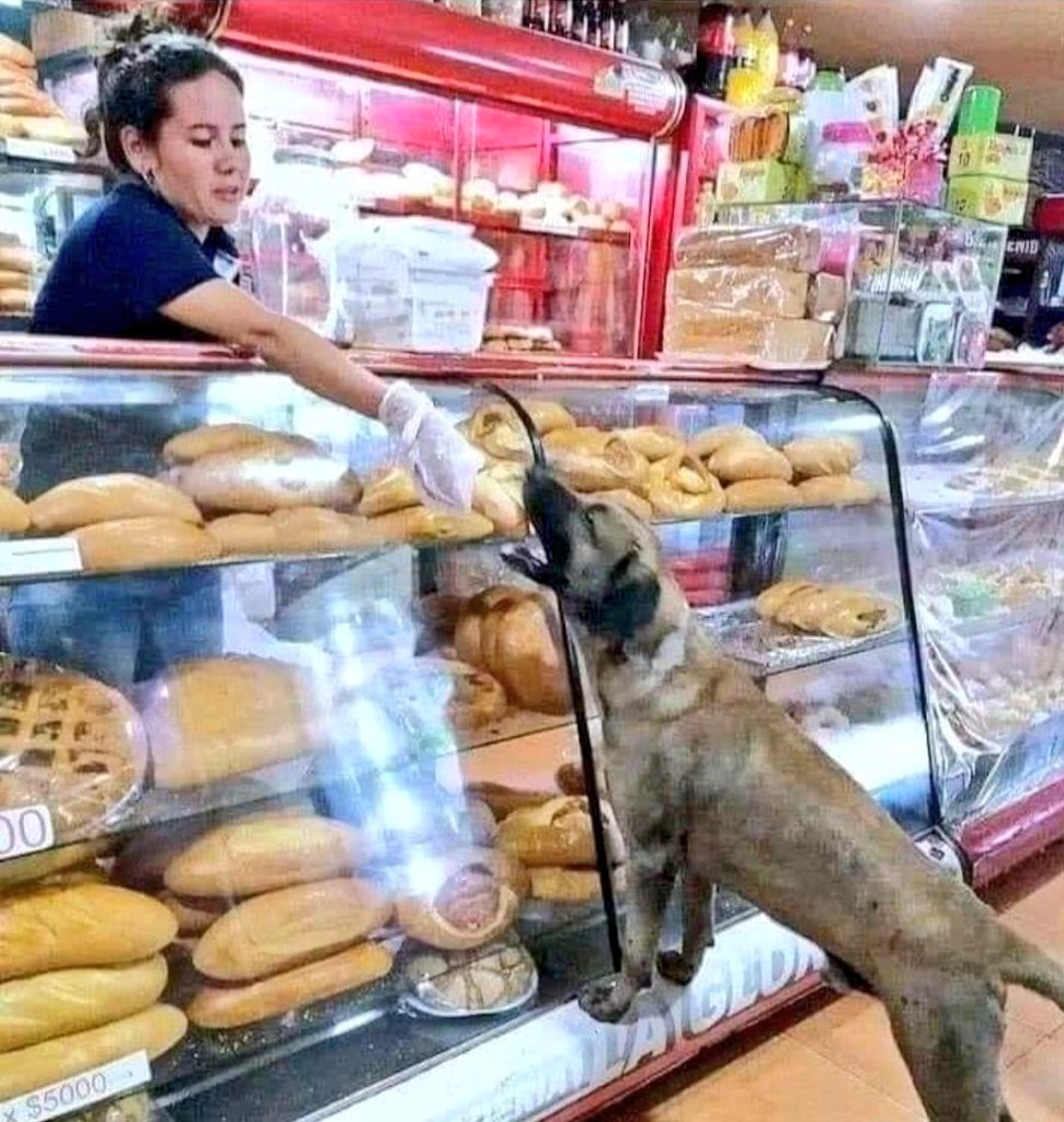 Si ven un perro en la calle, denle algo de comer probablemente es lo único que comerá en todo el día <a href="/PrrosPerdidosMX/">PerrosPerdidosMx</a> <a href="/perrosdelalma/">Perros del Alma</a> <a href="/Perrosenlacalle/">Alfredo Marquez T.</a> <a href="/perrostristes/">ayudando mascotas</a> <a href="/_PatriciaAnaya/">Amo a los Perros</a>