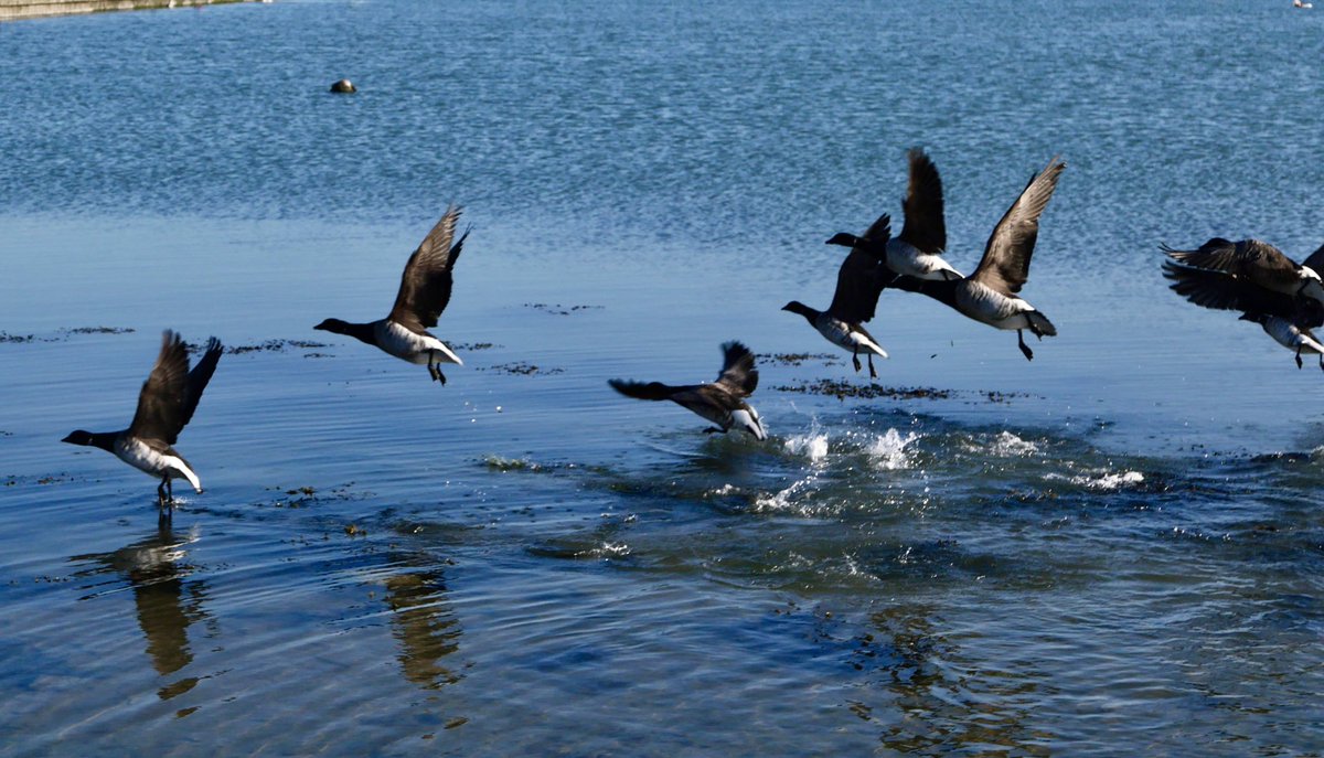 Morning flight #enjoymalahide