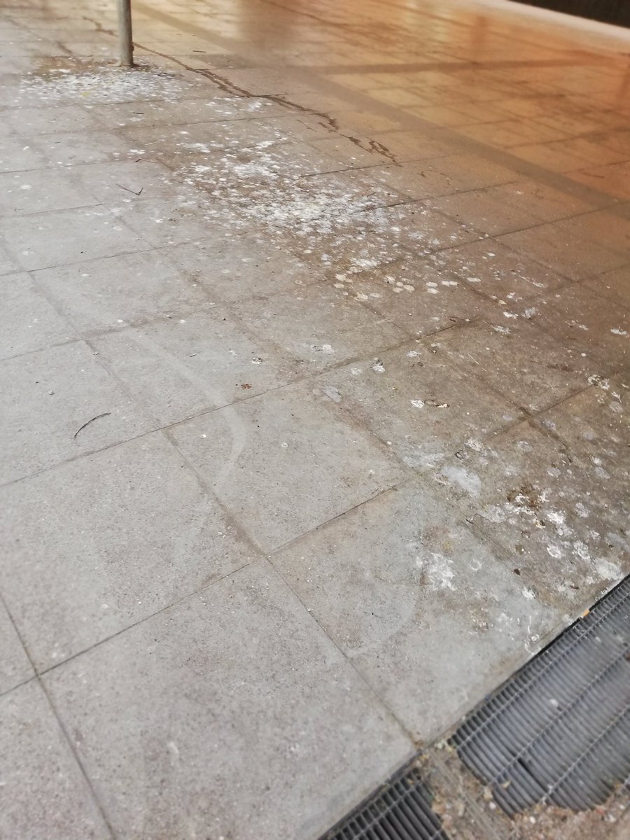 Tappeto di guano all'ingresso/uscita della metro #Brin, #Genova. Il ponte sovrastante è avvolto da reti che, essendo rotte, lo trasformano di fatto in una piccionaia sospesa. Il degrado urbano cresce dove la manutenzione manca e ci si rassegna a condizioni che non migliorano mai