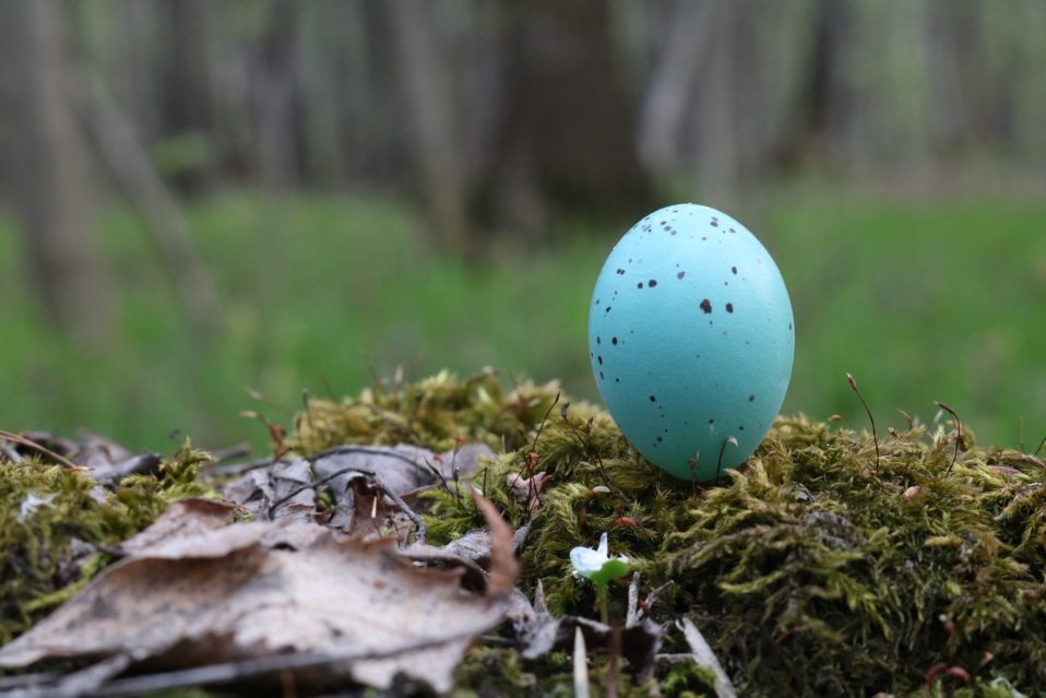GilbertWhites's tweet photo. Still time to have a go at our Garden Bird Egg Hunt! 

Runs till the 18th April! 

Find Out More: https://t.co/SlXcxhYy9k https://t.co/9wyiR9yEiU