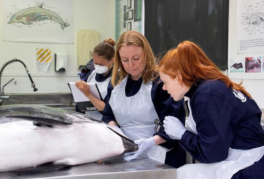 karen_stockin's tweet photo. Interested in hearing more about the #ConservationWelfare nexus? If so, join me and a great line up of other speakers tomorrow who will be addressing notable marine mammal issues #MarineForum2021 @whalesorg @strandings @MasseyUni Find out more at https://t.co/L9y6JW5A1q https://t.co/vMsShboP1I