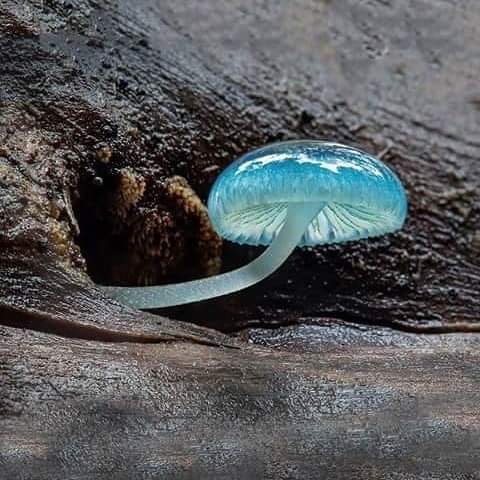 ruizclaumaria's tweet photo. Hongo azul #Mycean
¡Hermoso!. https://t.co/45Fs1QulaF