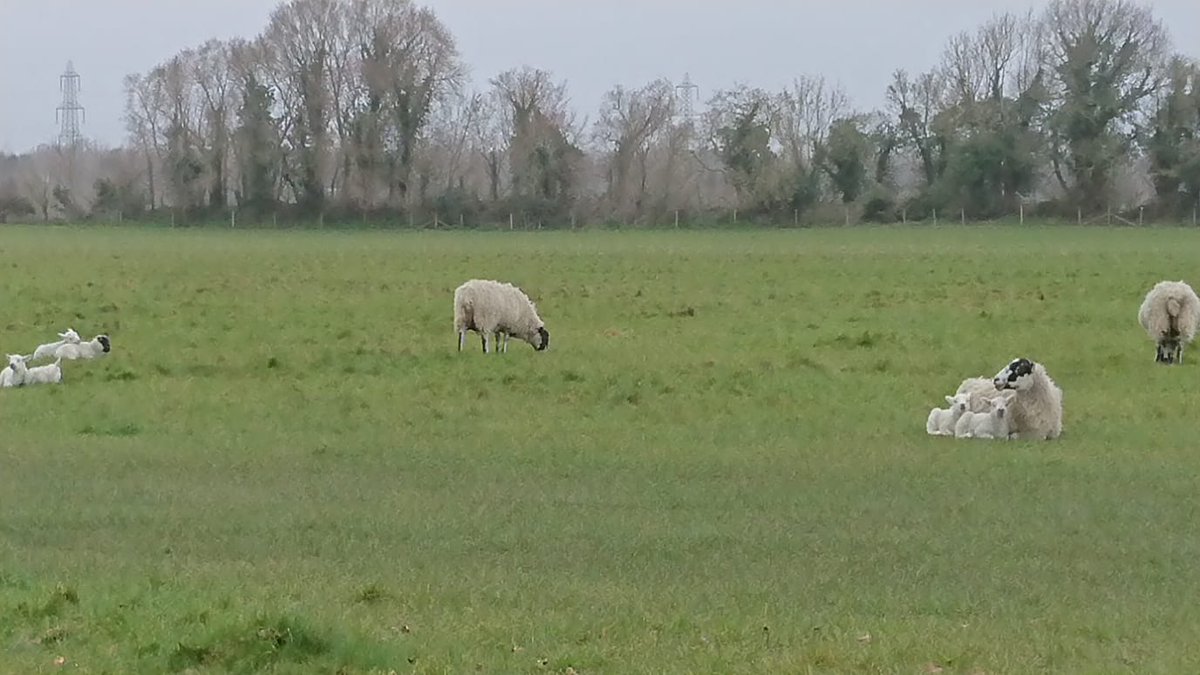 NorfArchTrust's tweet photo. If you're visiting our sites over the coming weeks, keep an eye out for some of the gentle residents who have recently moved in! They aren't here all year, but when they are, it's a real treat! 🐑
🐏 Please treat them with care 🐏
#sheep #archaeology #NATexploring https://t.co/m2zvy8ES8F