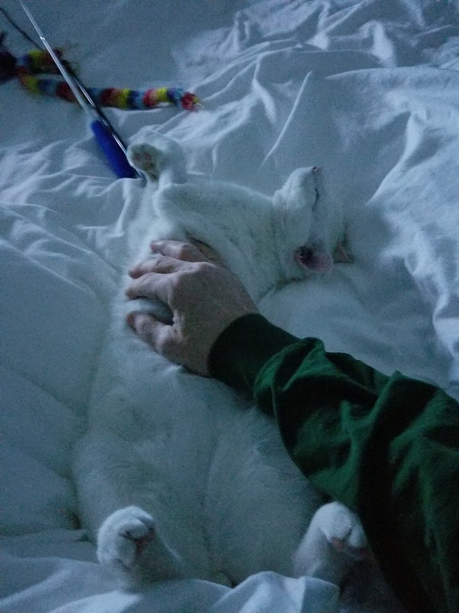 JohnnyRemo1's tweet photo. Luca, my #cat #rescue is finally comfortable with me. It took him 10 days to feel safe enough to come out from under my porch and into my arms. #catlife #lazyWednesdays #JohnnyRemo https://t.co/5G3HlwOlRz