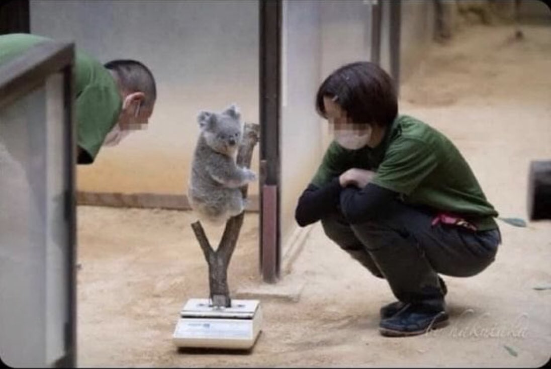 Just in case you're having a bad day remember this is how they weigh koalas