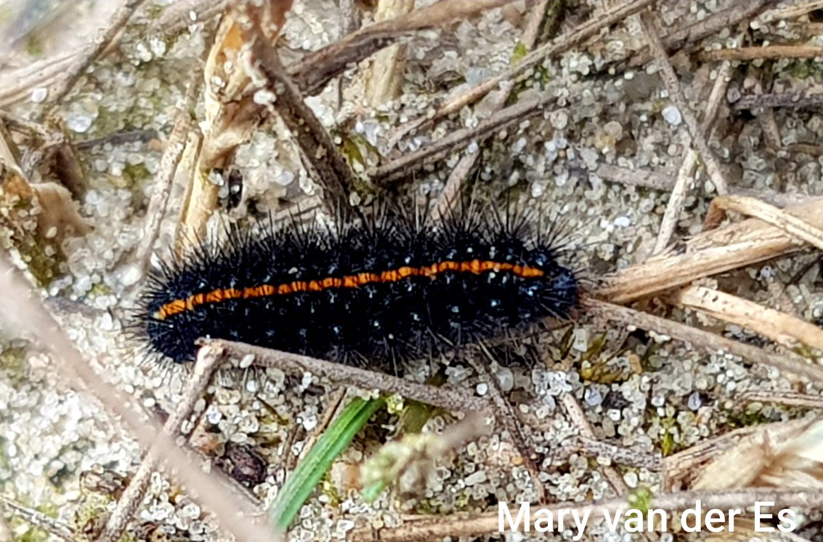 Voor wie het rupsje iets te snel gaat...