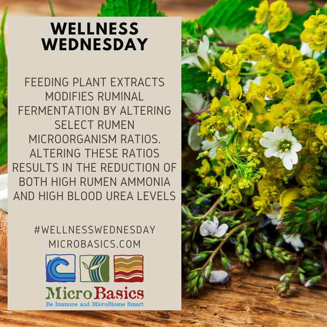MicroBasics's tweet image. Wellness Wednesday: Utilizing Plant Extracts

#WellnessWednesday #plants #microbasics #immunity #microbiome #natural #solutions #feedgooddogood #guthealth #converge #dairy #beef #poultry #aquaculture #chickens #calves #sheep #goats #pigs #health #gobacktobasics #wellness