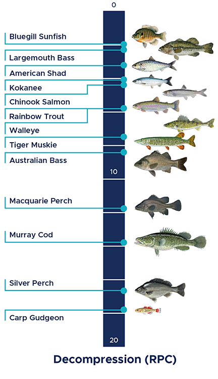 energyPNNL's tweet photo. The #HydroPASSAGE team developed 99 #biological response models for 31 species of #fish to determine what fish experience when they travel through #hydropower structures.
Read their report here >> https://t.co/k3GQdgvtWT
#fishpassage @ENERGY https://t.co/r8znbfWSWs