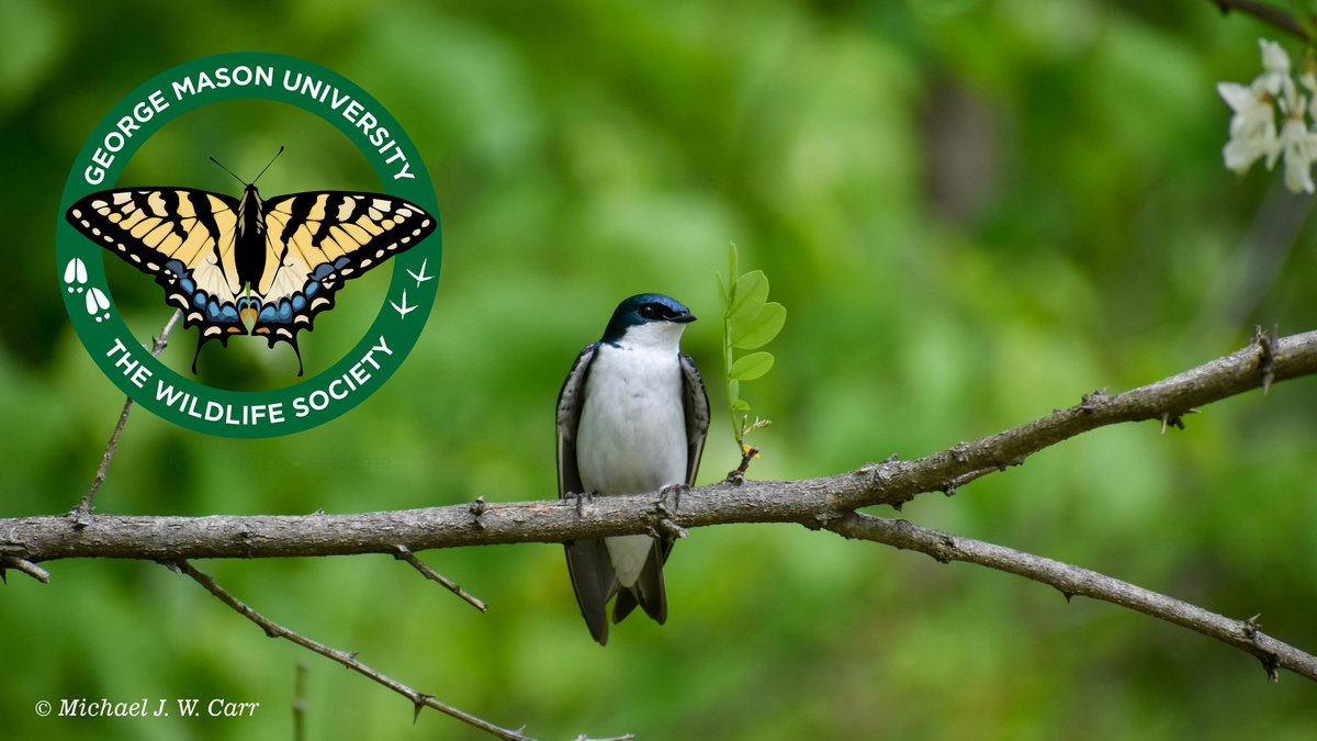 Interested in helping lead our group? Nominations for 2021-22 GMU-TWS officers are due April 2! Check your email for more info, or email masontws@gmu.edu