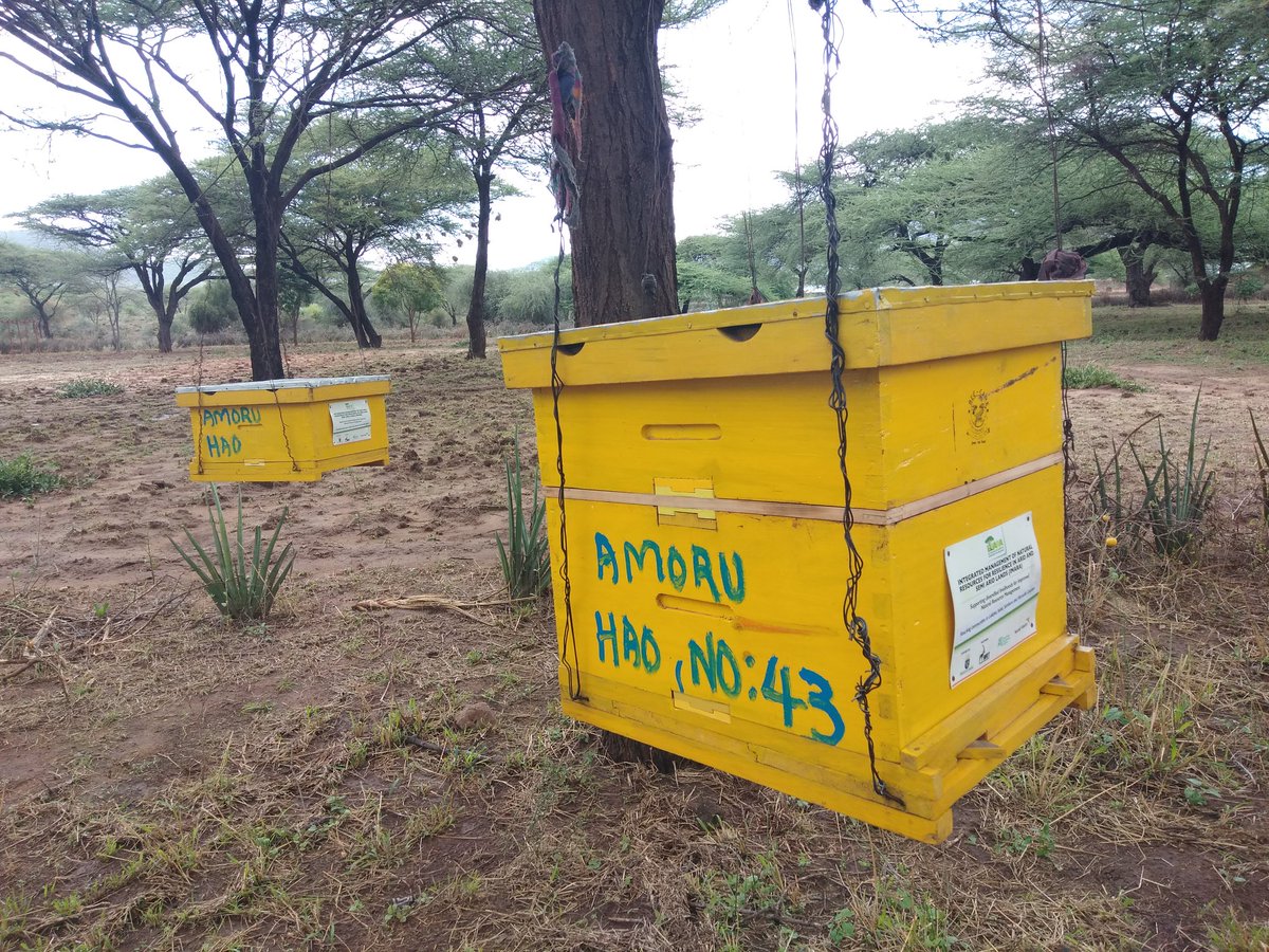 Ict011's tweet image. We are so grateful to our supporter @abdia_mohamud 🙏 for purchasing us 2 bee hives few months ago. Harvesting and processing of our original honey will be in two months time as advised by our bee keeping consultant Mr Stephen 🙏.
#localprocessing