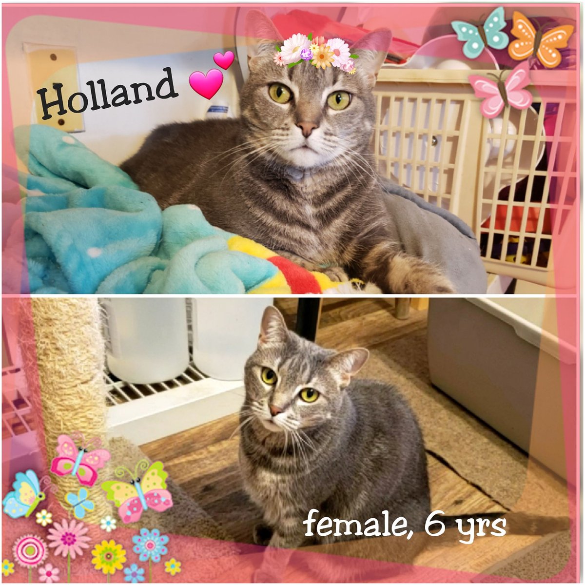 Holland is a 6yo female,  a curious attention-seeker who prefers humans to animals, so she should probably be the only pet. Win her over with #TemptationTreats 😉.
Apply to adopt Holland at bingosfoundation.org #adoptables #adoptdontshop 
#cats #kittens #philly #BucksCountyPA