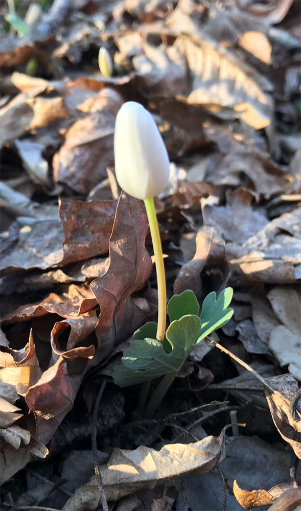 The magic of early spring in Rock Creek Park: bloodroot bud last evening, bloodroot flowers open as wide as daisies today! 

#springbloom  #forestbathing #foresttherapy #forestphotography #traillife #naturephotos #natureheals #wildflower