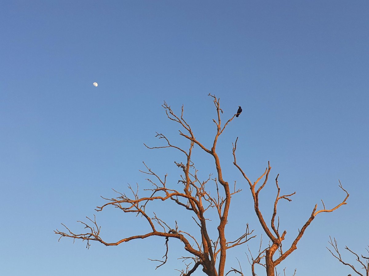 KarYikDang's tweet photo. I still like to think that I am following the #moon on my #walks 😇 🌜 #WednesdayMotivation #NaturePhotography https://t.co/Wsr2mzwVIc