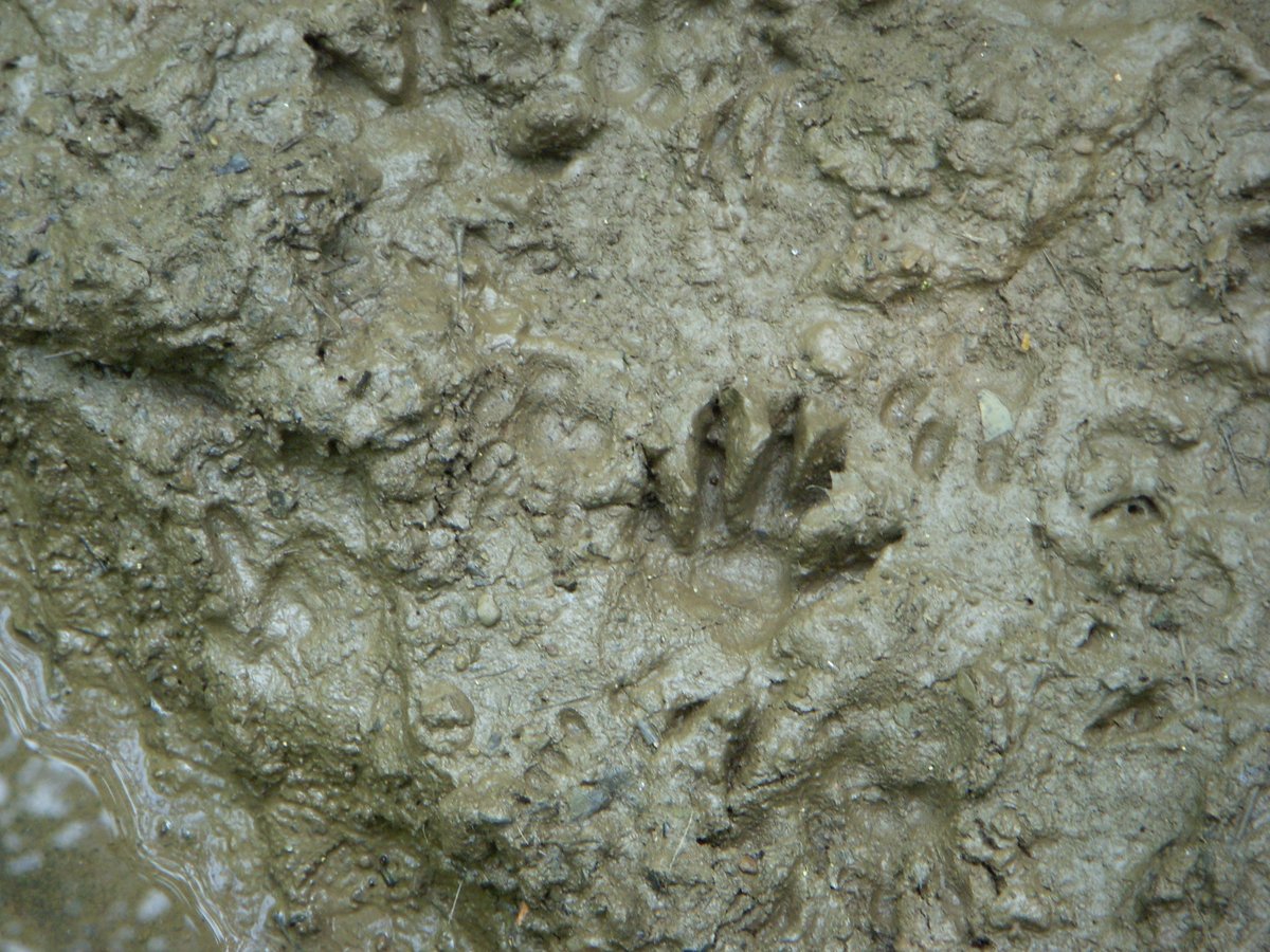 HikeSCV's tweet photo. Can anybody guess which animal left these tracks? Comment below to take a guess!🔍 #WildlifeWednesday #HikeSantaClarita https://t.co/qaWnPkIXrT