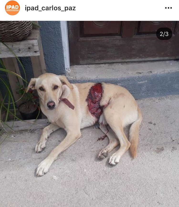 paulabramajo1's tweet photo. Ayudémosla, difundan porfavor no cuesta nada https://t.co/DndTxnh3nx