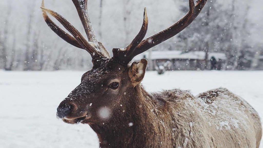 winter in the forest