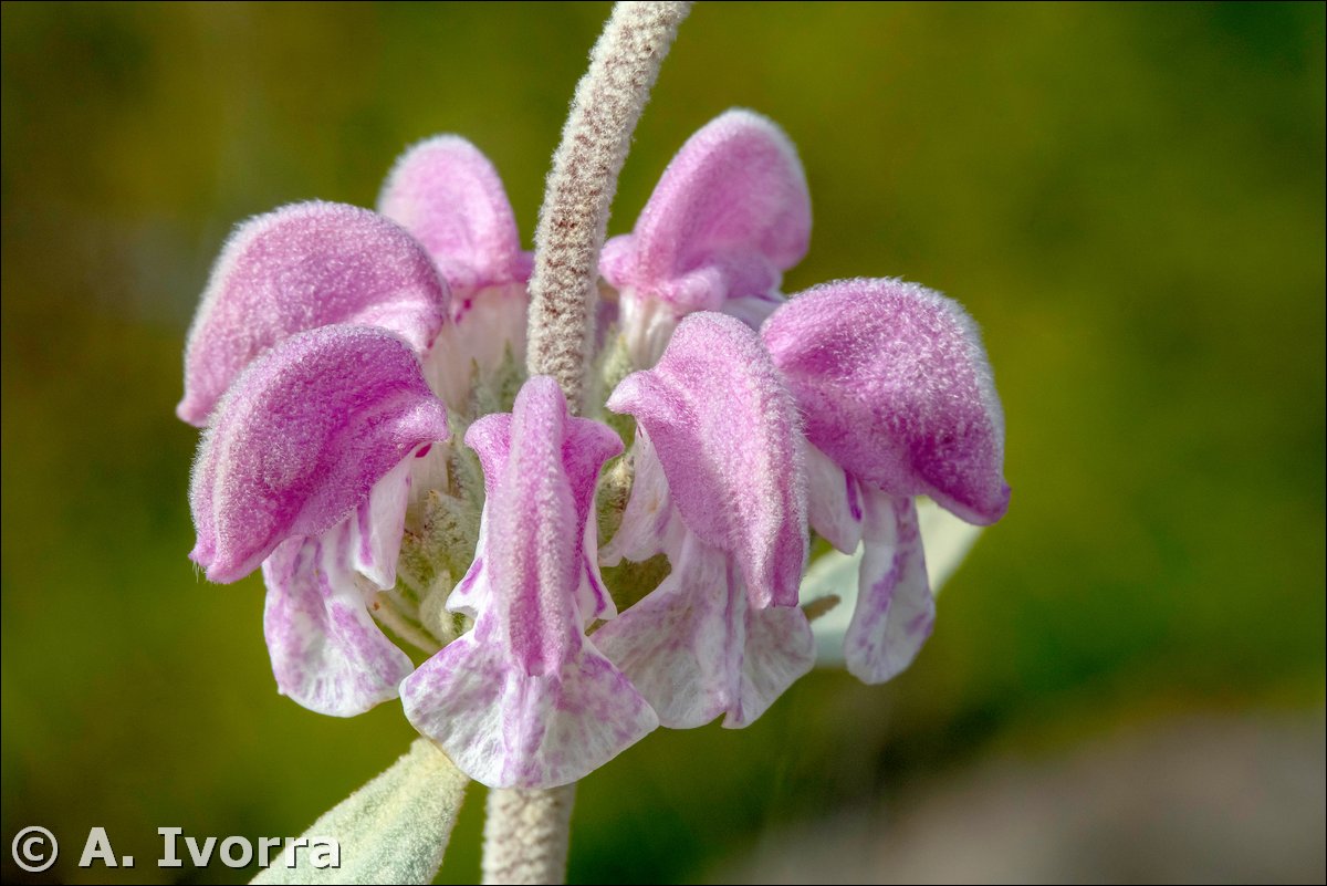 AndresIvorra's tweet photo. Phlomis purpurea https://t.co/YACGhGmkBB
