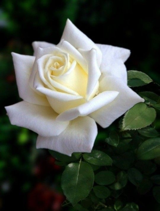 Graciel91597994 tweet picture
