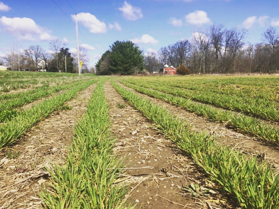 So much growth in the coming weeks followed by harvest in late June and early July! ☀️🌾

#originmalt #ohio #craftbeer #craftbrewers #craftbrewing #distilling #spirits #puffin #malt #crop2021 #maltingbarley #maltedbarley #barley #agriculture
