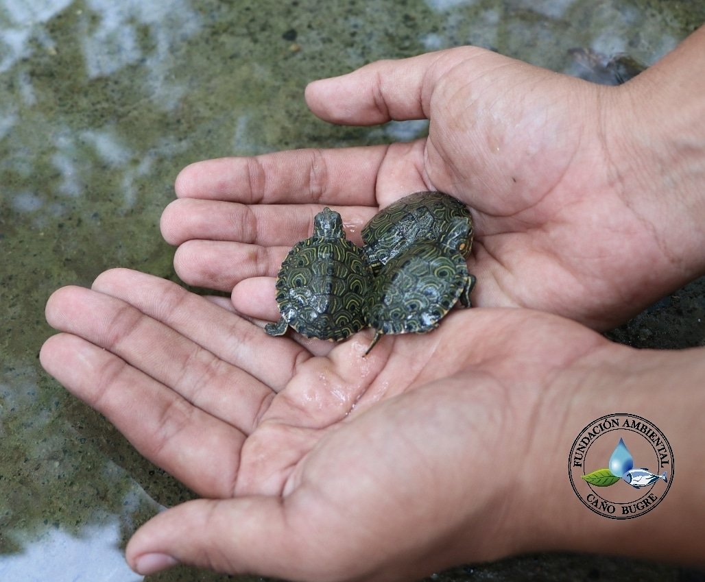REC_Bugre's tweet photo. Producto de los procesos pedagógicos y de Sensibilización, año tras año, desde 2016 hemos venido recibiendo de parte de cazadores y miembros de la comunidad, hicoteas pequeñas que posteriormente son liberadas en su ecosistema Ciénaga Grande Del Bajo Sinú Carolina-Chimá. https://t.co/VVqEEzwJ1p