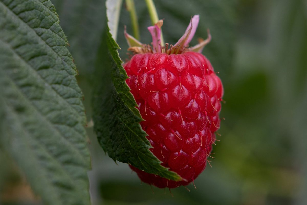 keelingsfruits's tweet photo. Did you know? Red fruits, such as raspberries, have disease-fighting Lycopenes! These can also protect against sunburn, for those brighter days ahead. ☀

#Raspberries #Lycopenes #Sun #FarmSide https://t.co/vWmchjhT94