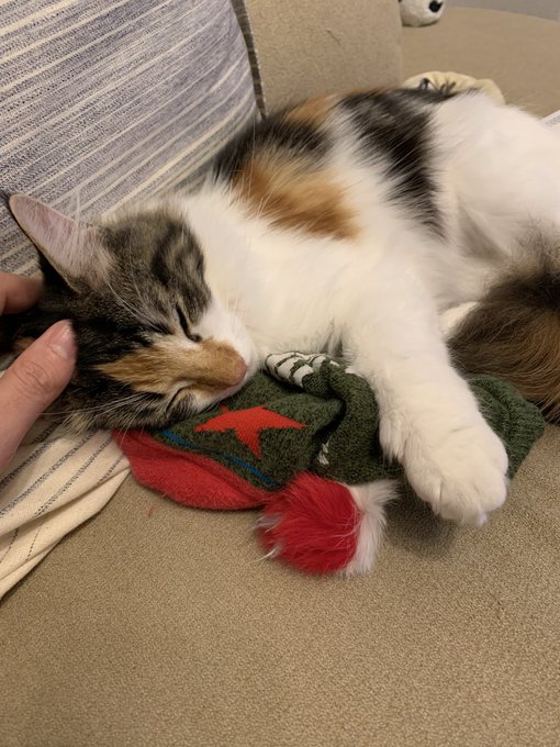 俺が一日履いた靴下を抱いて眠る猫 