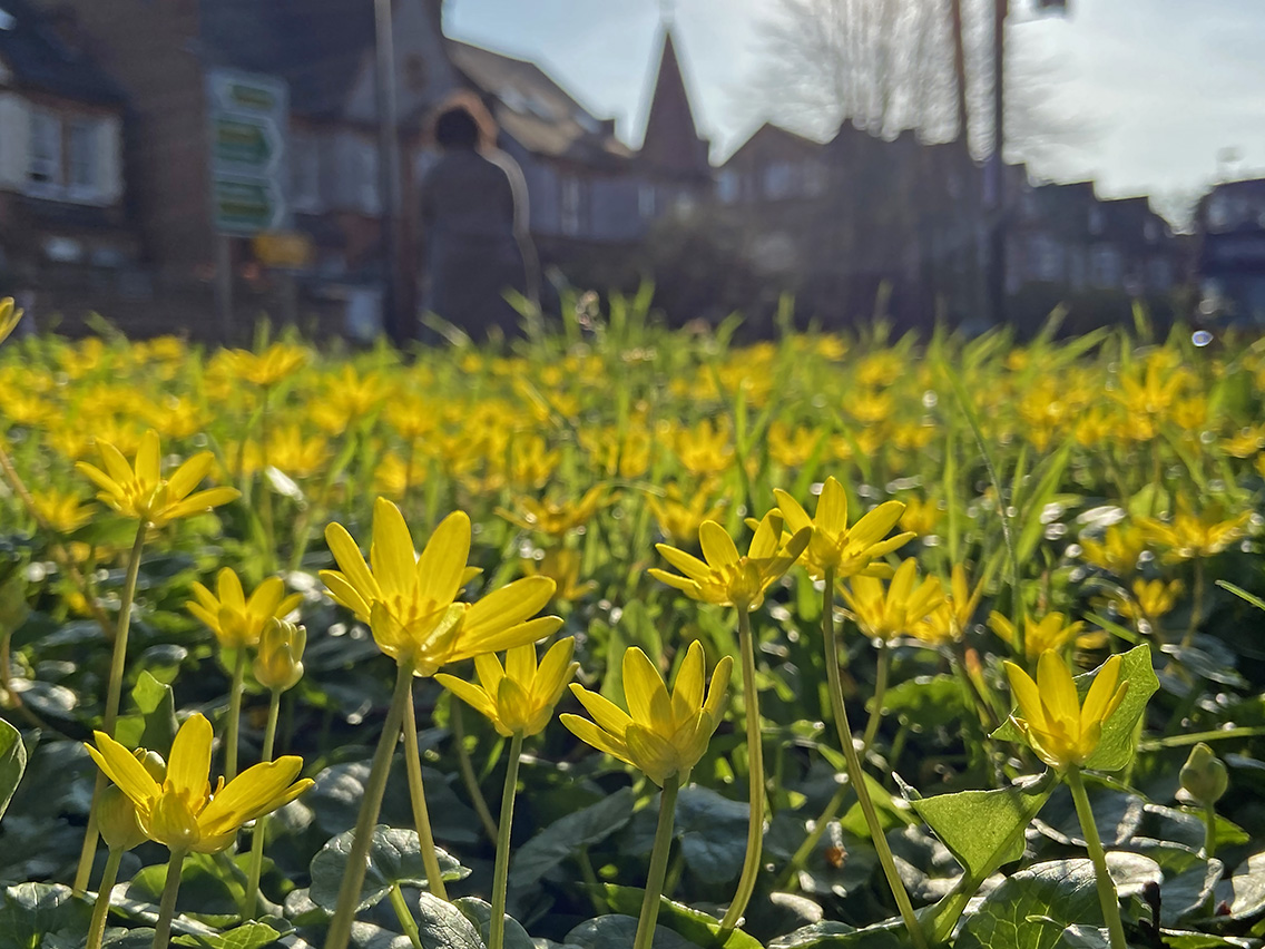 This makes me flipping mad &amp;sad! Yest the verges near me looked like this &amp;today, all mown down - this must stop please please! For the sake of our bees &amp;our sanity <a href="/TfL/">TfL</a> <a href="/WandsworthMayor/">Wandsworth Mayor</a> <a href="/BusinessWandBC/">Wandsworth Council Business Team</a> <a href="/putneysociety/">The Putney Society</a> <a href="/ChrisGPackham/">Chris Packham</a> <a href="/timeandleisure/">Time & Leisure magazine</a> <a href="/steffisutters/">Steffi Sutters</a> <a href="/putney_bid/">Positively Putney</a>