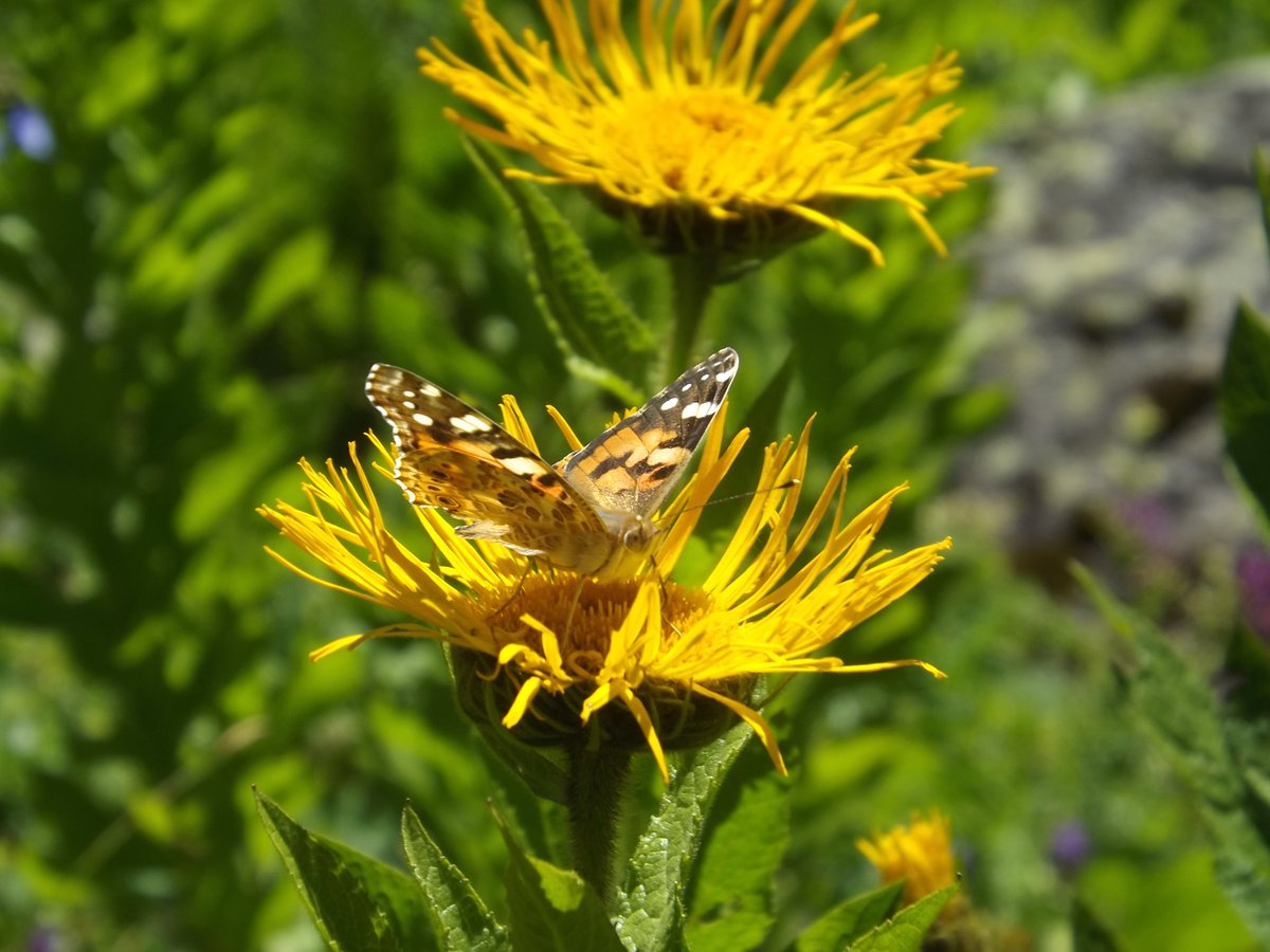 ssoysal2013's tweet photo. #butterfly #Flowers #alpineflower #Wildflower #wildlifephotography #nature #NaturePhotography #mountains #Travel #Alpine #walking #trekking #climber #climb #phot.Süleyman Soysal https://t.co/hDS35lnUBa