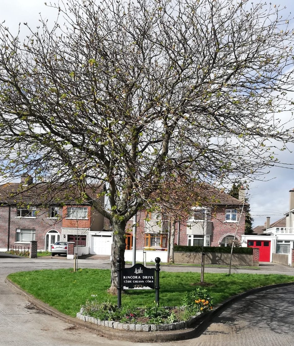 ClontarfTidy's tweet image. During #NationalTreeWeek2021 great to see 3 new trees planted in Kincora Drive. And nearby a very cute Bug Hotel. Expect to hear some 🐝in the area this summer. #GreenUpClontarf @DCCclontarf @3CounciI