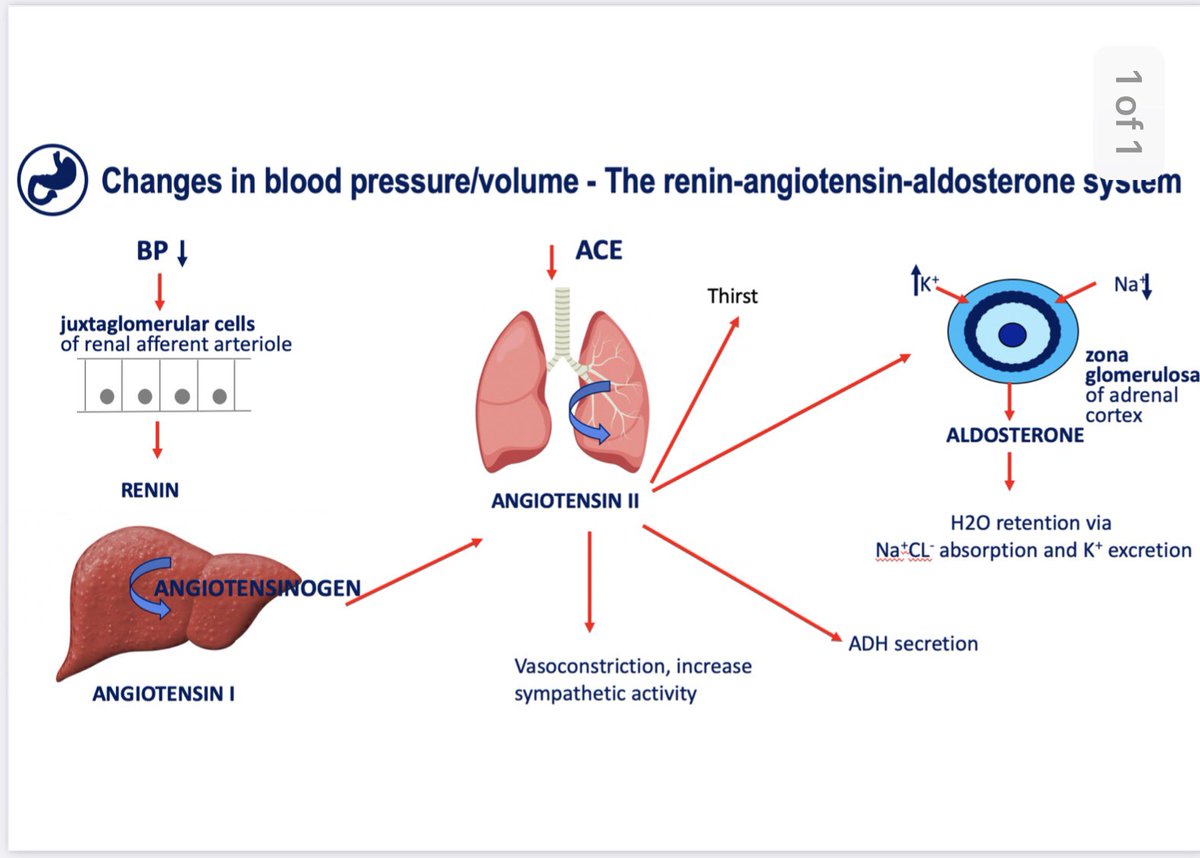 MatyasSurg's tweet photo. My personal favourite Fluid and Electrolyte balance is online on @MedexPodcast simple and interesting perfect for aspiring surgeons - https://t.co/ZFeawxireT @manalvascular @Payam_Nouri https://t.co/gL8HiCTUhe