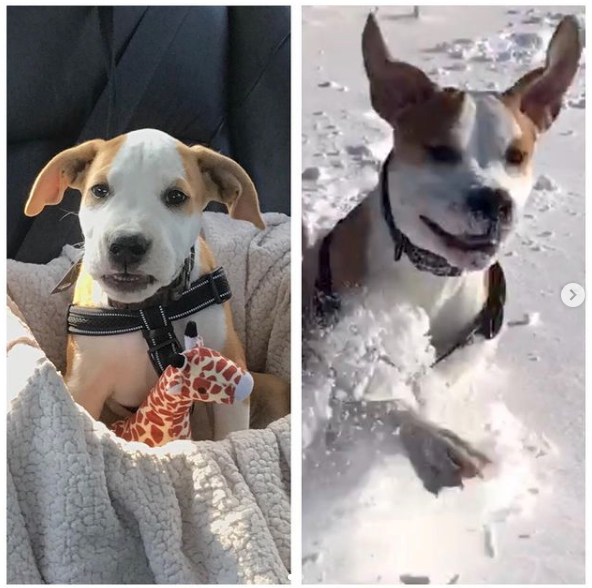 CeeObe's tweet photo. There’s a National Puppy Day? Ok meet Rosscoe Bosscoe. He loves all dogs big or small, he’s a level 2 puppy grad with 3rd class coming, his favorite toy is any stick and he doesn’t know much about personal space ( slide to 2nd pic 😆 )
#puppylovers #dogsareamazing
#doglife https://t.co/58p36x4HIv
