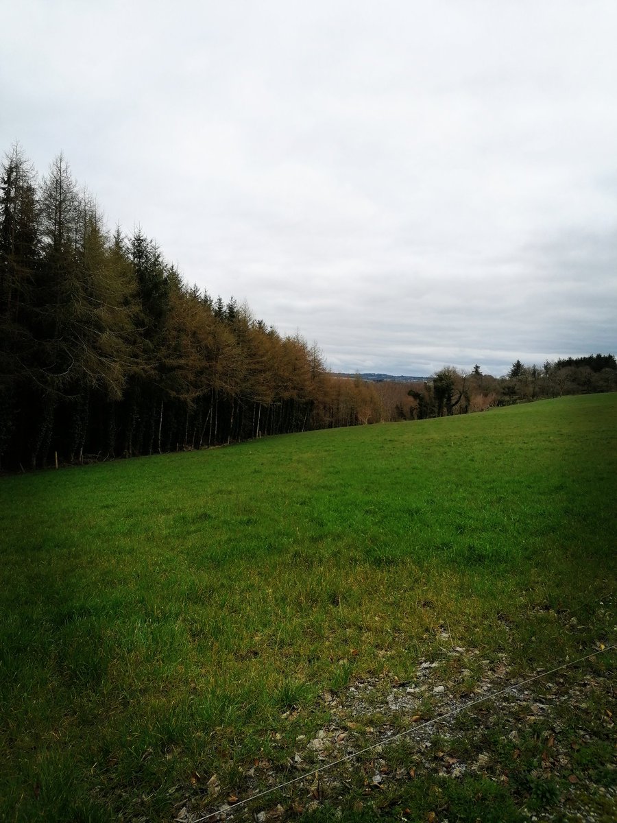 mmdonovank's tweet image. #100daysofwalking Day 81. 
&quot;These woods are lovely, dark and deep
But I have promises to keep
And miles to go before I sleep&quot;...
#NationalTreeWeek2021; Island wood Newmarket.