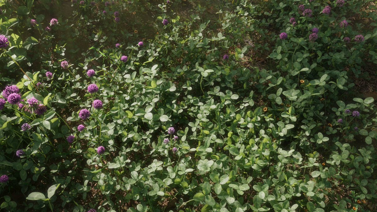 CgSuperb's tweet photo. This is a set of red clovers with 47 different shapes, including middle and low polys with support for the near focus. 
#3d #blender #3dmodeling #3dmodel #blendercommunity #B3D #art #artwork #3dart #3dartist #artist #cg #cgi #cgart 
https://t.co/WC7lpYXhnQ https://t.co/ONmEa5cqGW