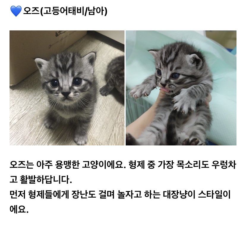jJIlIii's tweet photo. 지인이 며칠 전에 고양이를 구조했는데 그 아가들 입양하실분 구하고 있습니다. 이제 태어난지 한 달 밖에 안된 아가들입니다. 지역은 서울 경기 가능합니다. 아래 사진이랑 타래에 달아 놓은 링크보시고 입양 문의는 포인핸드나 고다카페 통해서 해주세요. https://t.co/PIhwUM0YhB