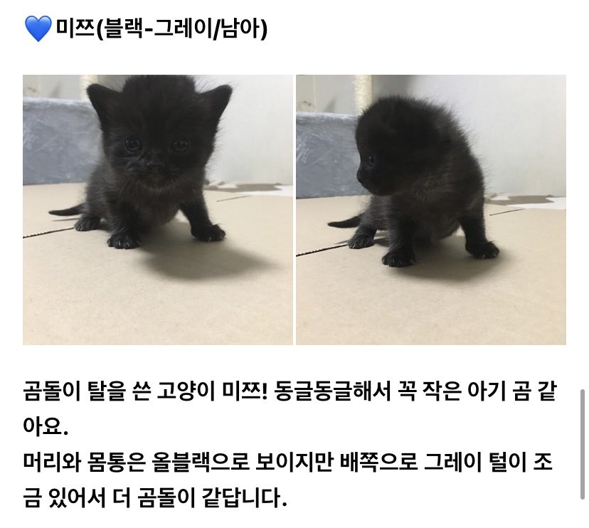 jJIlIii's tweet photo. 지인이 며칠 전에 고양이를 구조했는데 그 아가들 입양하실분 구하고 있습니다. 이제 태어난지 한 달 밖에 안된 아가들입니다. 지역은 서울 경기 가능합니다. 아래 사진이랑 타래에 달아 놓은 링크보시고 입양 문의는 포인핸드나 고다카페 통해서 해주세요. https://t.co/PIhwUM0YhB