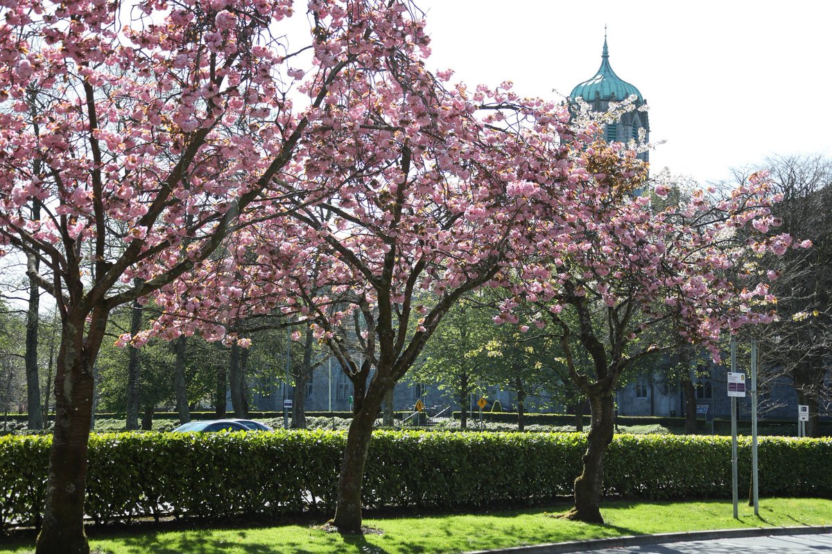 UniOfGalwayHub's tweet image. It&apos;s #NationalTreeWeek2021
 
Our campus is home to @nuigalway biodiversity trail- which houses a diverse range of species &amp;amp; highlights our wonderful woodland areas.  

Take a virtual tour here 👇nuigalway.ie/biodiversitytr…

📸 @ZhangChaosheng 

#NUIGWhatsOn @NUIGsustain @NUIGSU